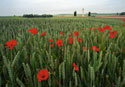 Rancourt, Somme
