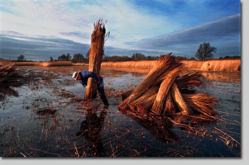 Reed Cutting