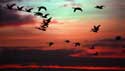 Winter Swans